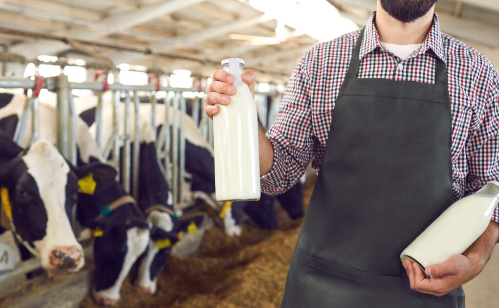 Man holding two bottles of milk in a farm, cows in the background