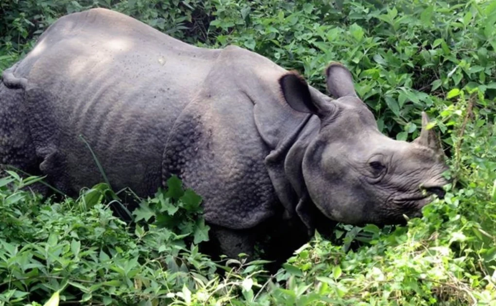 In the past eight months, 20 rhinos died in Chitwan National Park