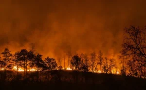 Wildfires released 500 million tonnes of carbon