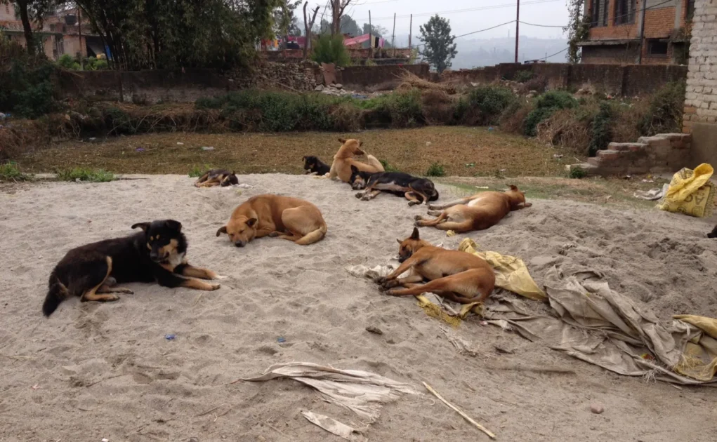 Toxic Air in Kathmandu Making Street Dogs Sick