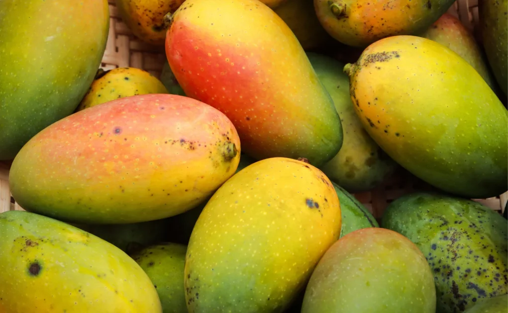 chemical ripening mangos