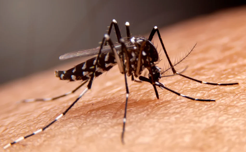 Dengue infection