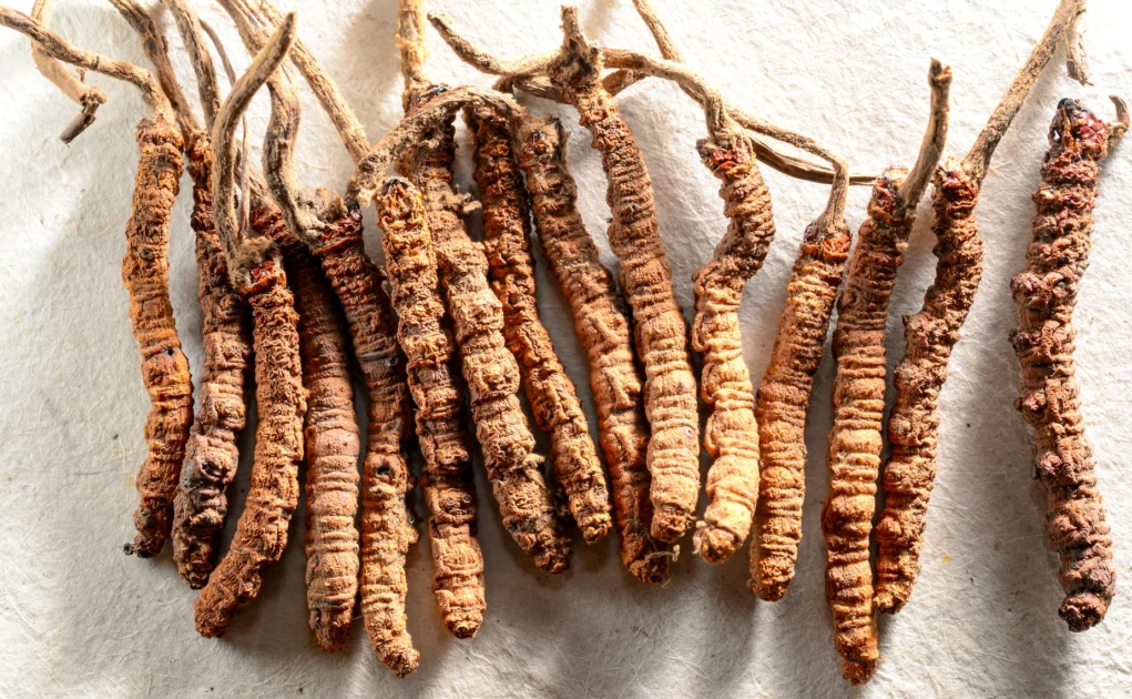 Yarsagumba