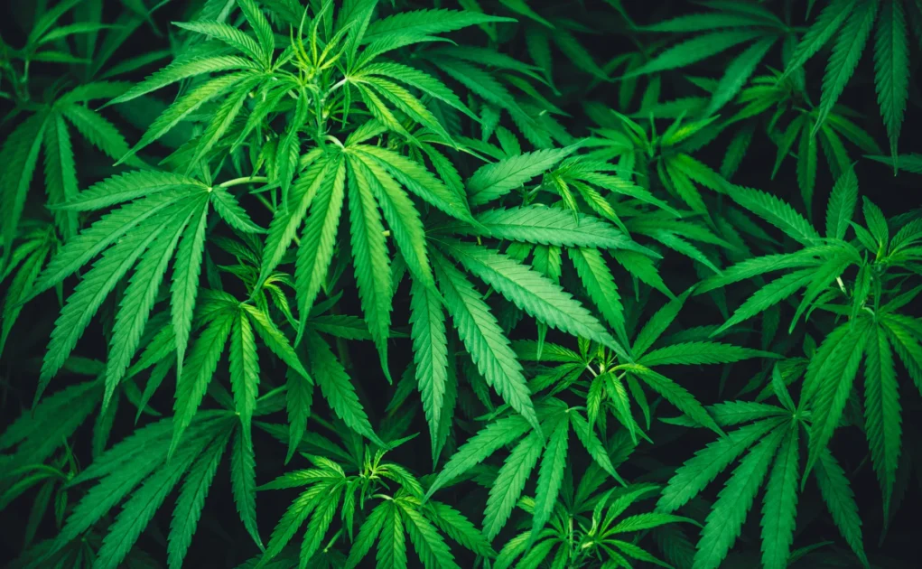 Cannabis Seized