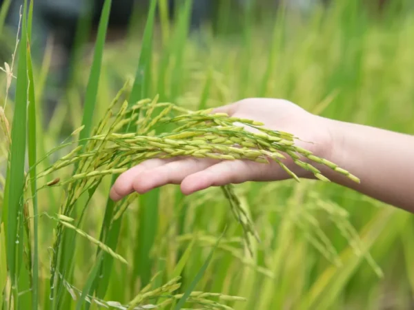 Paddy Plantation Drops