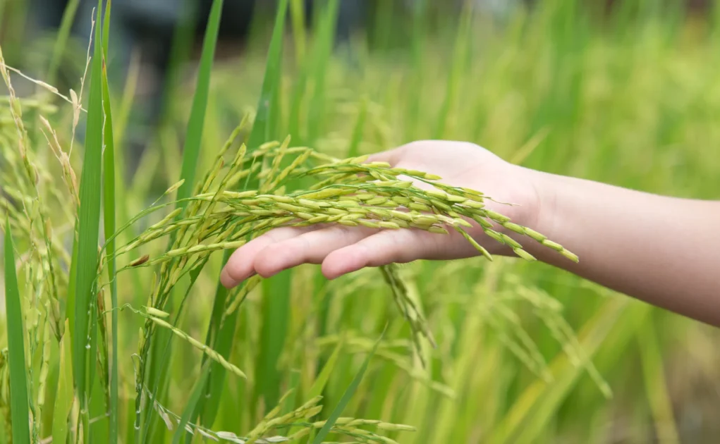 Paddy Plantation Drops