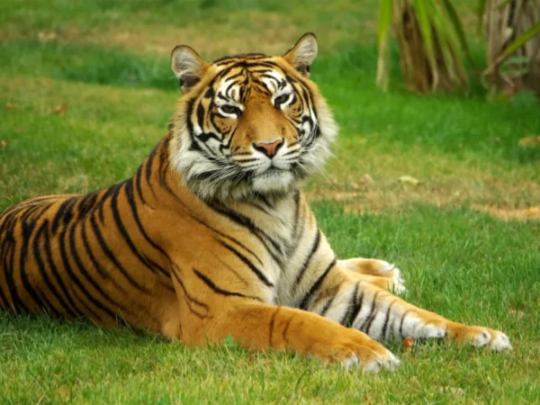 World Tiger Day