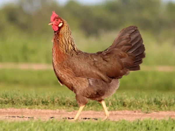 New Virus Detected in Nepal Chickens