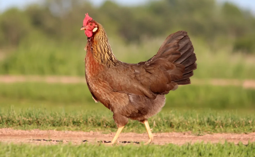 New Virus Detected in Nepal Chickens