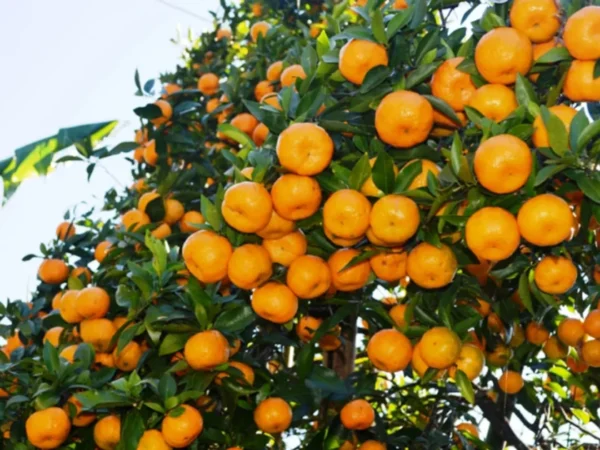 Orange farmers in Devghat