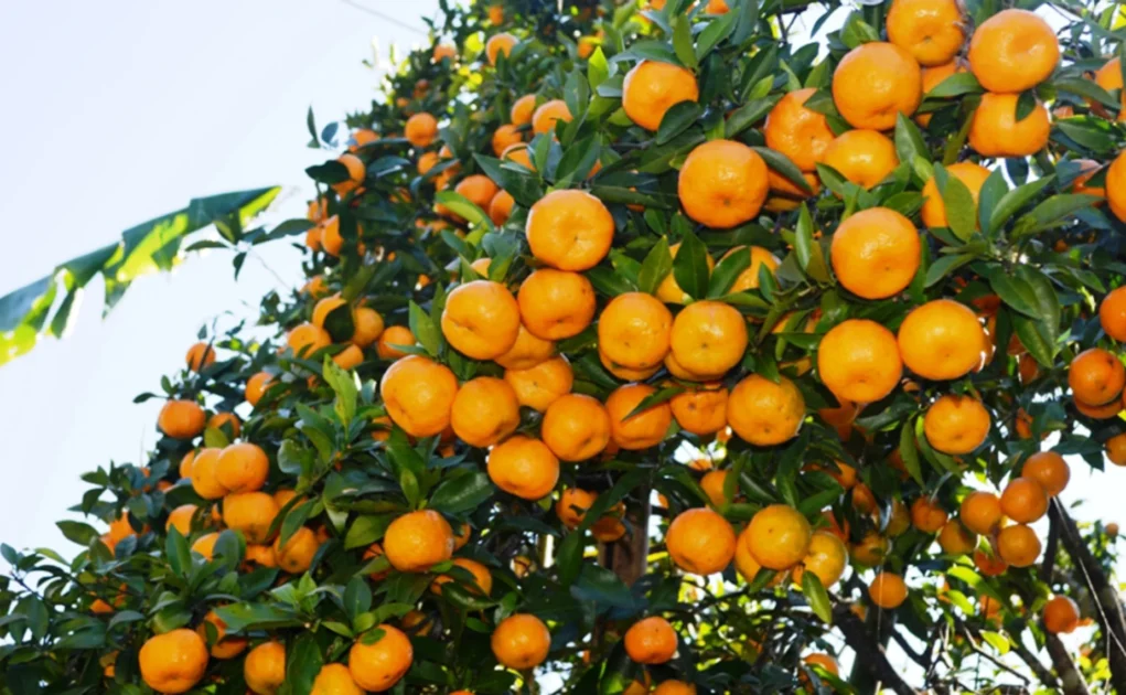 Orange farmers in Devghat