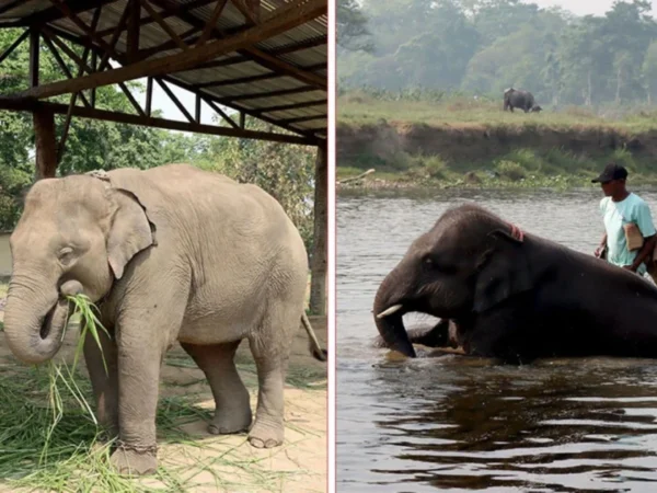 Chitwan Elephant Pair Flown to Qatar