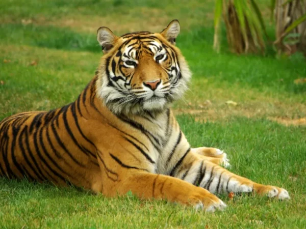 Nepal Starts Tiger Census