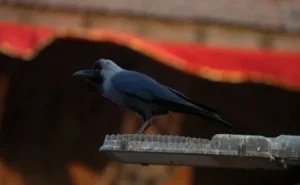 Bird flu Confirmed in Crows Found Dead in Kirtipur